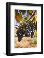 Cabernet Franc Grapes Growing in a Montsoreau Vineyard, Maine-Et-Loire, France, Europe-Julian Elliott-Framed Photographic Print