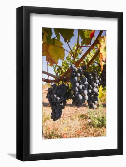 Cabernet Franc Grapes Growing in a Montsoreau Vineyard, Maine-Et-Loire, France, Europe-Julian Elliott-Framed Photographic Print