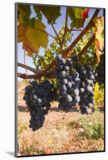 Cabernet Franc Grapes Growing in a Montsoreau Vineyard, Maine-Et-Loire, France, Europe-Julian Elliott-Mounted Photographic Print