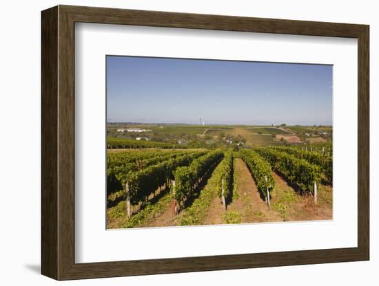 Cabernet Franc Grapes Growing in a Montsoreau Vineyard, Maine-Et-Loire, France, Europe-Julian Elliott-Framed Photographic Print