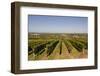 Cabernet Franc Grapes Growing in a Montsoreau Vineyard, Maine-Et-Loire, France, Europe-Julian Elliott-Framed Photographic Print