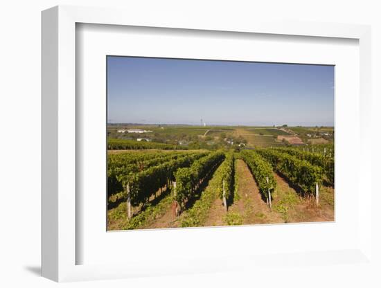 Cabernet Franc Grapes Growing in a Montsoreau Vineyard, Maine-Et-Loire, France, Europe-Julian Elliott-Framed Photographic Print