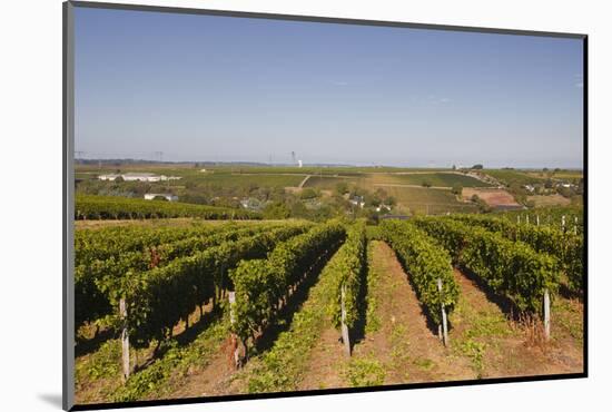 Cabernet Franc Grapes Growing in a Montsoreau Vineyard, Maine-Et-Loire, France, Europe-Julian Elliott-Mounted Photographic Print