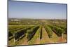 Cabernet Franc Grapes Growing in a Montsoreau Vineyard, Maine-Et-Loire, France, Europe-Julian Elliott-Mounted Photographic Print