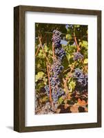 Cabernet Franc Grapes Growing in a Montsoreau Vineyard, Maine-Et-Loire, France, Europe-Julian Elliott-Framed Photographic Print