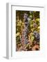 Cabernet Franc Grapes Growing in a Montsoreau Vineyard, Maine-Et-Loire, France, Europe-Julian Elliott-Framed Photographic Print