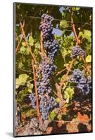 Cabernet Franc Grapes Growing in a Montsoreau Vineyard, Maine-Et-Loire, France, Europe-Julian Elliott-Mounted Photographic Print