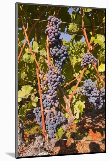 Cabernet Franc Grapes Growing in a Montsoreau Vineyard, Maine-Et-Loire, France, Europe-Julian Elliott-Mounted Photographic Print