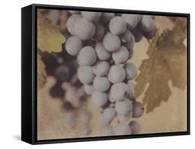 Cabernet Franc-Jennifer Kennard-Framed Stretched Canvas