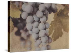 Cabernet Franc-Jennifer Kennard-Stretched Canvas