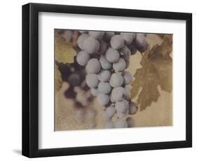 Cabernet Franc-Jennifer Kennard-Framed Photographic Print