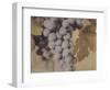 Cabernet Franc-Jennifer Kennard-Framed Photographic Print