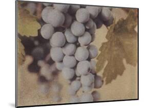 Cabernet Franc-Jennifer Kennard-Mounted Photographic Print