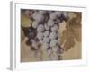 Cabernet Franc-Jennifer Kennard-Framed Photographic Print