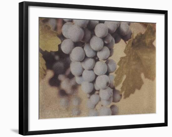 Cabernet Franc-Jennifer Kennard-Framed Photographic Print