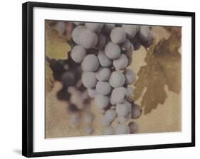 Cabernet Franc-Jennifer Kennard-Framed Photographic Print