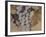 Cabernet Franc-Jennifer Kennard-Framed Photographic Print