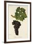 Cabernet Sauvignon Grape-J. Troncy-Framed Giclee Print