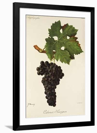 Cabernet Sauvignon Grape-J. Troncy-Framed Giclee Print