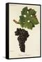 Cabernet Sauvignon Grape-J. Troncy-Framed Stretched Canvas