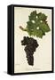 Cabernet Sauvignon Grape-J. Troncy-Framed Stretched Canvas