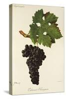 Cabernet Sauvignon Grape-J. Troncy-Stretched Canvas