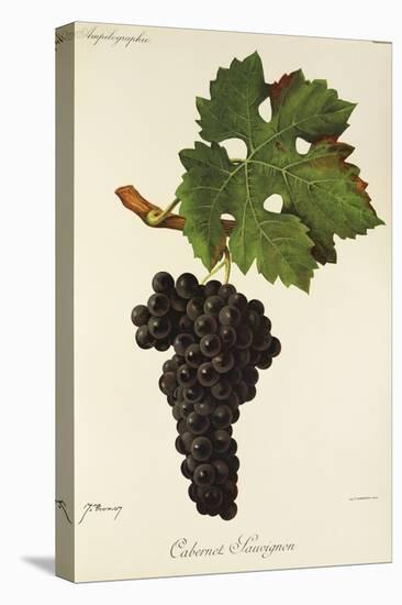 Cabernet Sauvignon Grape-J. Troncy-Stretched Canvas