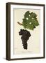 Cabernet Sauvignon Grape-J. Troncy-Framed Giclee Print