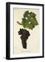 Cabernet Sauvignon Grape-J. Troncy-Framed Giclee Print