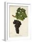 Cabernet Sauvignon Grape-J. Troncy-Framed Giclee Print