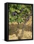 Cabernet Sauvignon Grapes, Aquitaine, France-Michael Busselle-Framed Stretched Canvas