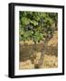 Cabernet Sauvignon Grapes, Aquitaine, France-Michael Busselle-Framed Photographic Print