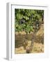 Cabernet Sauvignon Grapes, Aquitaine, France-Michael Busselle-Framed Photographic Print