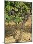 Cabernet Sauvignon Grapes, Aquitaine, France-Michael Busselle-Mounted Photographic Print