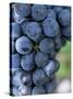 Cabernet Sauvignon Grapes, Aquitaine, France-Michael Busselle-Stretched Canvas