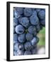 Cabernet Sauvignon Grapes, Aquitaine, France-Michael Busselle-Framed Photographic Print