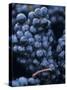 Cabernet-Sauvignon Grapes from Pomerol, France-Joerg Lehmann-Stretched Canvas