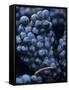 Cabernet-Sauvignon Grapes from Pomerol, France-Joerg Lehmann-Framed Stretched Canvas