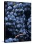 Cabernet-Sauvignon Grapes from Pomerol, France-Joerg Lehmann-Stretched Canvas