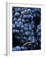 Cabernet-Sauvignon Grapes from Pomerol, France-Joerg Lehmann-Framed Photographic Print