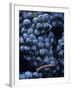 Cabernet-Sauvignon Grapes from Pomerol, France-Joerg Lehmann-Framed Photographic Print