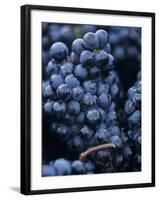 Cabernet-Sauvignon Grapes from Pomerol, France-Joerg Lehmann-Framed Photographic Print