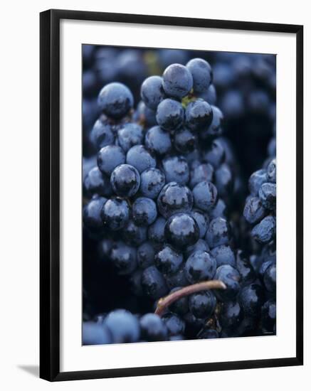 Cabernet-Sauvignon Grapes from Pomerol, France-Joerg Lehmann-Framed Photographic Print