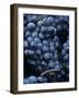 Cabernet-Sauvignon Grapes from Pomerol, France-Joerg Lehmann-Framed Photographic Print