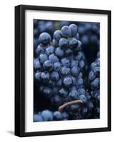 Cabernet-Sauvignon Grapes from Pomerol, France-Joerg Lehmann-Framed Photographic Print