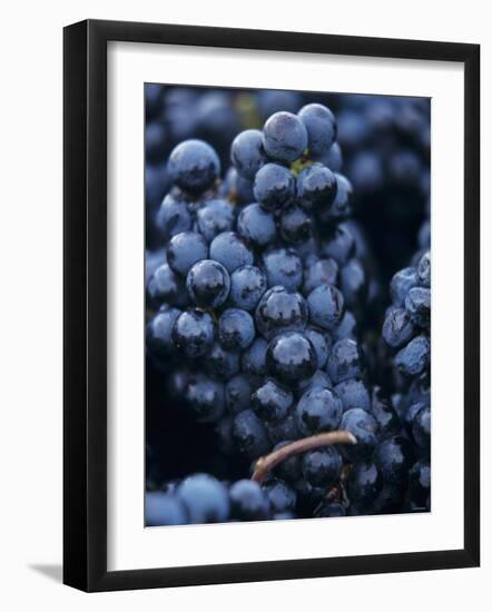 Cabernet-Sauvignon Grapes from Pomerol, France-Joerg Lehmann-Framed Photographic Print