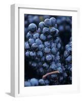 Cabernet-Sauvignon Grapes from Pomerol, France-Joerg Lehmann-Framed Photographic Print