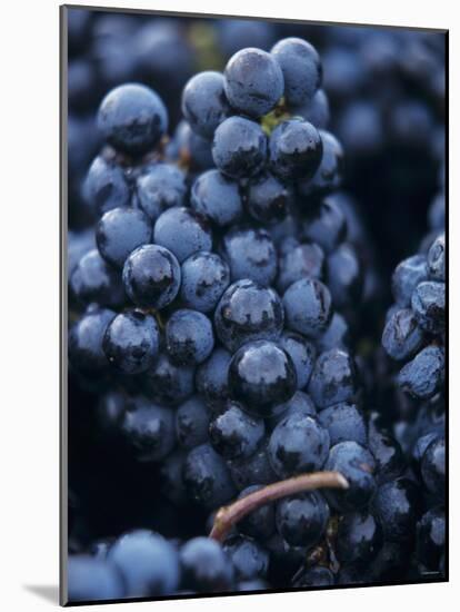 Cabernet-Sauvignon Grapes from Pomerol, France-Joerg Lehmann-Mounted Photographic Print