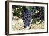 Cabernet Sauvignon Grapes, Gaillac, France-Robert Cundy-Framed Photographic Print