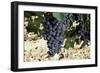 Cabernet Sauvignon Grapes, Gaillac, France-Robert Cundy-Framed Photographic Print